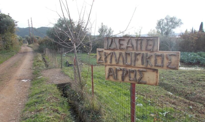 3/10/2014 & 3/11/2014 Ξεκίνημα του συλλογικού αγρού & η πρώτη μας σοδειά