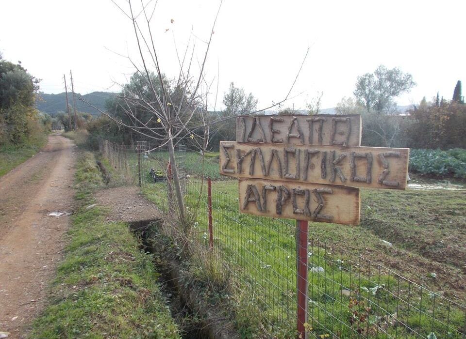 3/10/2014 & 3/11/2014 Ξεκίνημα του συλλογικού αγρού & η πρώτη μας σοδειά