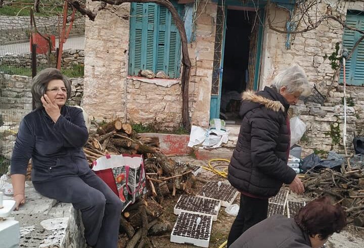 19/2/2020-Ετοιμάζοντας τα σπορόφυτα