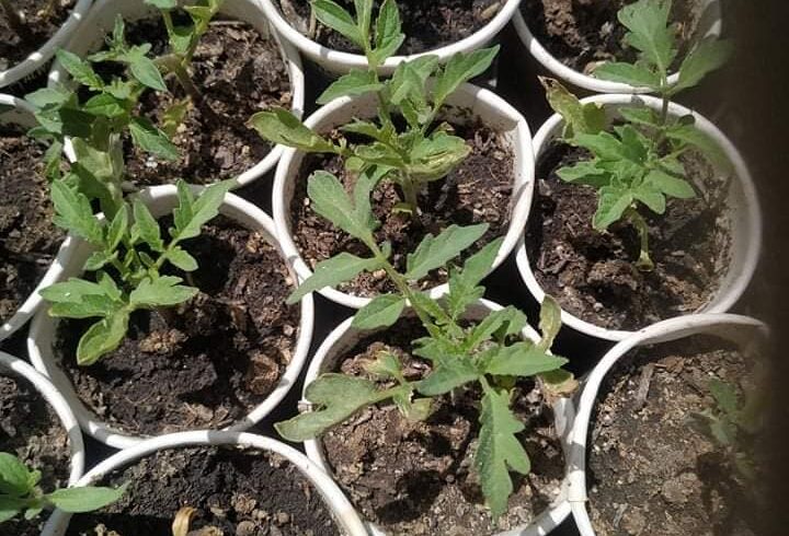 12/5/2020-Διανομή σπορόφυτων